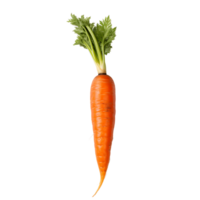 Isolated Ripe Organic Carrot Art png