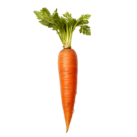 biologique carottes avec clair Contexte png