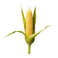 Clear Fresh Corn Design Kit png