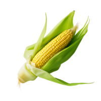 Golden Corn Isolated on Clear Background png