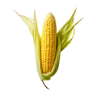 Fresh Corn Ear with Transparency png