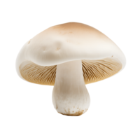 Isolated Wild Mushrooms Art png