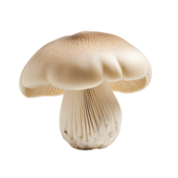 Transparent Mushroom Graphics png