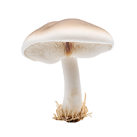 Fungi Collection Clip Collection png