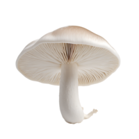 Clear Mushroom Diversity Design Kit png