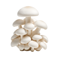 Mushroom Assortment with Clear Background png