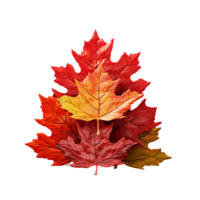 Isolated Maple Leaf Set png