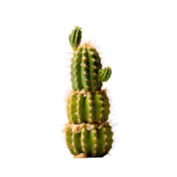 entier cactus plante avec transparent Contexte png