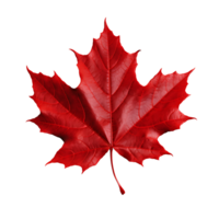 Red Maple Leaf Clipart with Transparency png