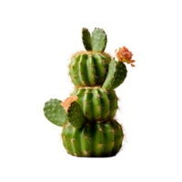 Clear Cactus Plant Illustrations png