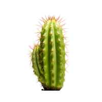 Cactus in Pot with Transparency png