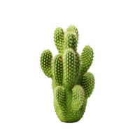 verde in vaso cactus clipart con trasparenza png