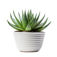 clair cactus plante avec Contexte png