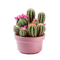 Desert Flora Clip Collection png