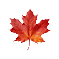 Isolated Transparent Autumn Maple Leaf png