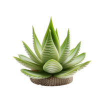 Potted Succulent with Clear Background png