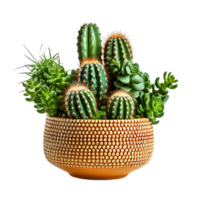 transparent désert succulent png