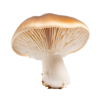 Whole Mushrooms with Transparent Background png