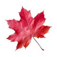 Transparent Red Maple Leaf png