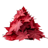 Whole Maple Leaf with Transparent Background png