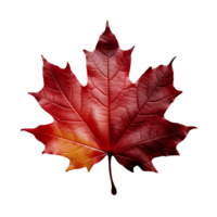 Reddish Maple Leaf Isolated Clip Collection png