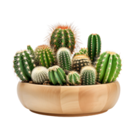 Clear Potted Cactus Clip Bundle png