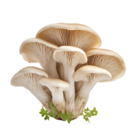 Transparent Mushroom Set png