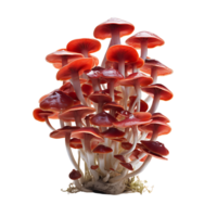 Clear Forest Fungi Clipart png