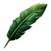 Transparent Tropical Banana Leaf png