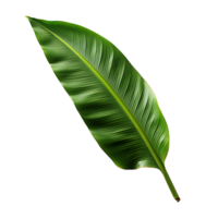 Clear Banana Leaf with Background png