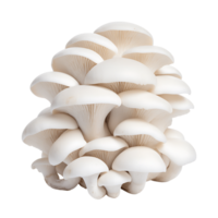 Wild Mushroom Group with Transparency png