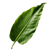 exotisch Banane Blatt mit Transparenz png