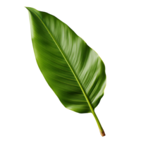 Clear Banana Leaf Illustrations png