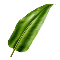 isoliert transparent Banane Blatt png