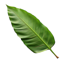 Whole Banana Leaf with Transparent Background png