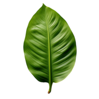 Exotic Leaf Clip Collection png