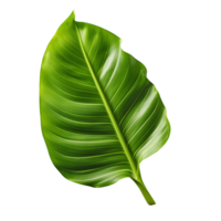 Clear Exotic Banana Leaf Design Kit png