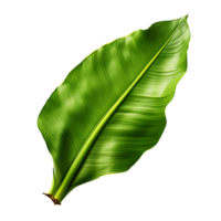 tropical vert feuille avec transparent Contexte clipart png