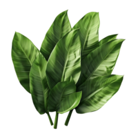 Vibrant Banana Leaf Isolated on Clear Background png