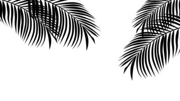 black and white palm leaves on white background vector