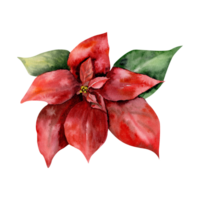 Christmas traditional red flower poinsettia watercolor illustration. New year botanical element, winter ,eve decor. For packing, greeting card, frame , poster design png