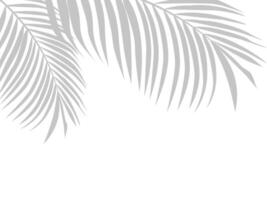 a palm tree with leaves on a white background vector