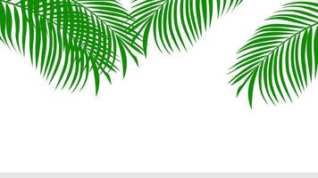 tropical palm leaves on white background vector