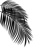 a palm leaf is shown in black and white vector