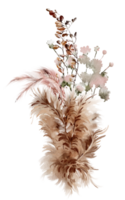 aquarelle bouquet avec pass de pampa et herbes. illustration png