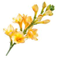 Freesia Flower, Exquisite Blossom of Elegance, Isolated on Transparent Background. png