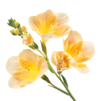 Freesia Flower, Exquisite Blossom of Elegance, Isolated on Transparent Background. png