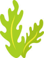 green seaweed illustration design isolate png