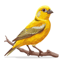 kanariefågel tecknad serie platt Färg png