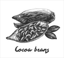 grabado estilo ilustración para carteles, decoración y impresión. mano dibujado bosquejo de cacao frijoles en monocromo aislado en blanco antecedentes. detallado Clásico xilografía estilo dibujo. vector